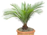 Sago palms are toxic to dogs.