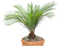 Sago palms can cause death if consumed by dogs. Sago palms are toxic to dogs.
