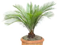 sago palm poisonous