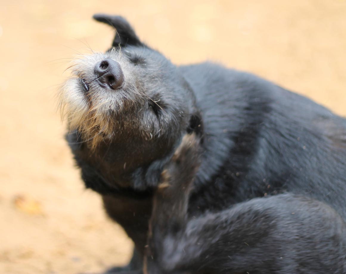 Dogs with scabies are intensely itchy and lose hair. Scabies is highly contagious between dogs.