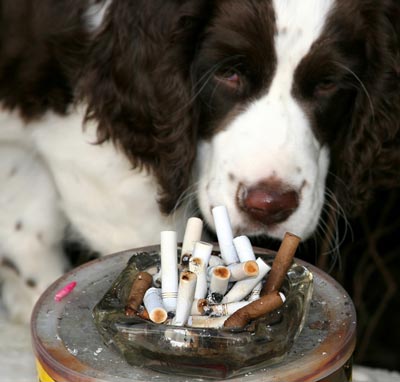 Second and third-hand smoke is toxic to dogs.