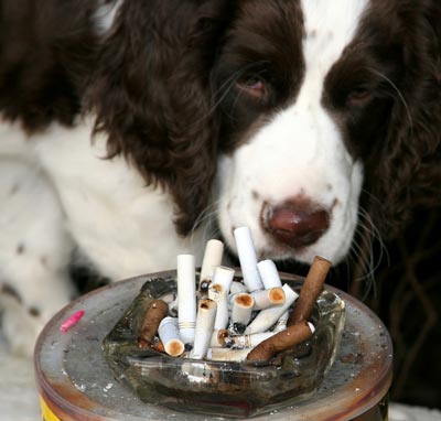 Protect your dog from second-hand smoke. Second and third-hand smoke is toxic to dogs.