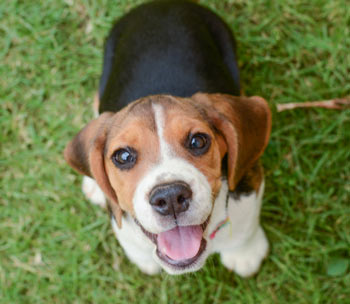 Some dog seizures can be serious. Seizures in dogs have various causes.