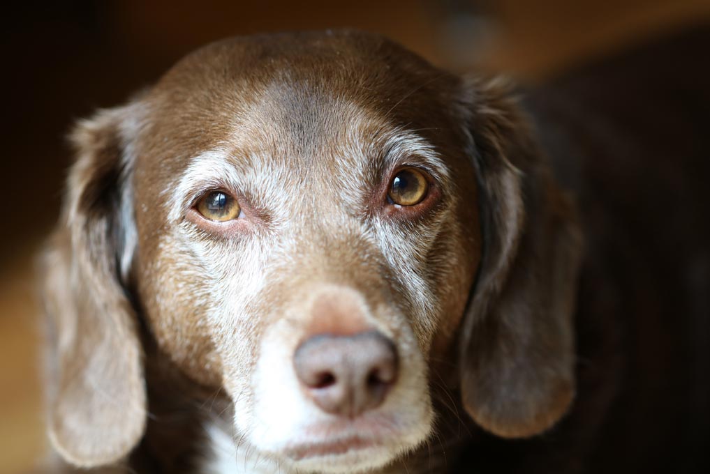 Learn some common senior dog behaviors.