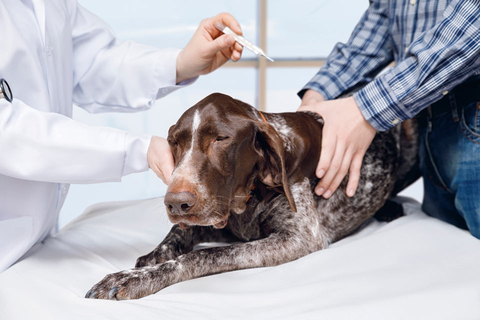 Septic shock is the result of a widespread infection in dogs.