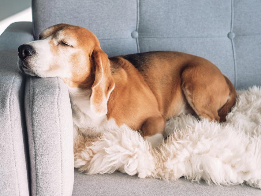 Learn whether dogs should be allowed on furniture.