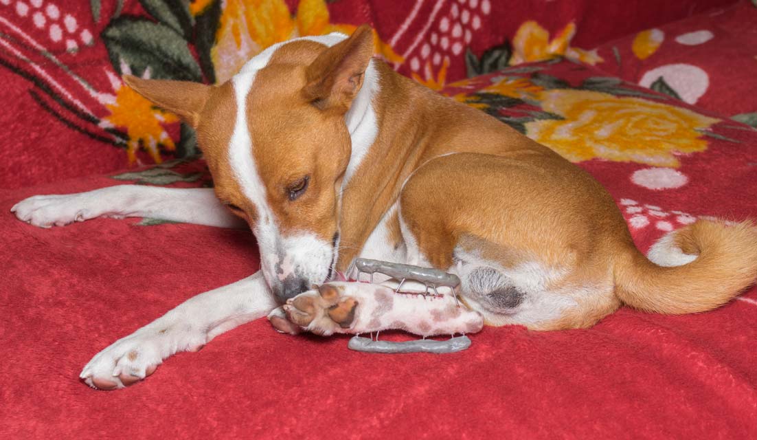 Learn about whether dogs should lick their wounds. Should dogs be allowed to lick their wounds?