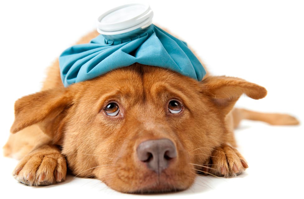 what can make a dog sick