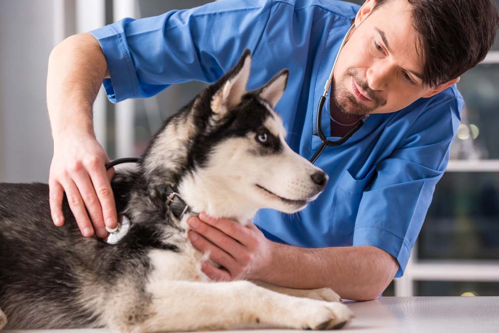Ask good questions at your sick dog’s vet visit.