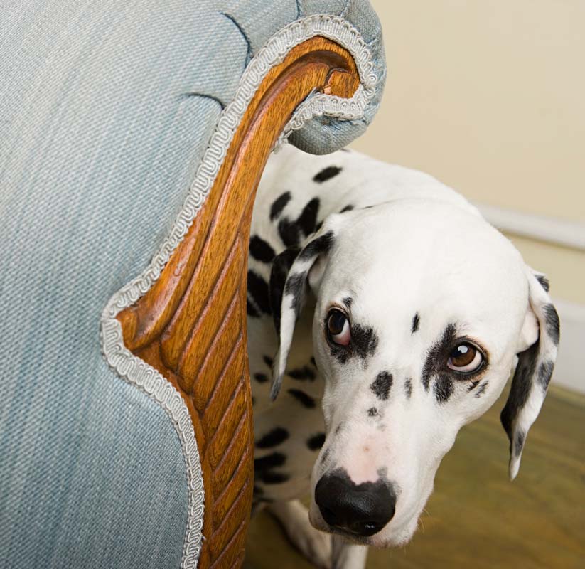 Anxiety in dogs might not be obvious.