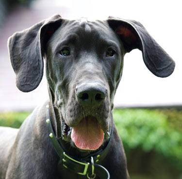 Watch for these signs of hip dysplasia in your dog. Learn the signs of hip dysplasia in dogs.
