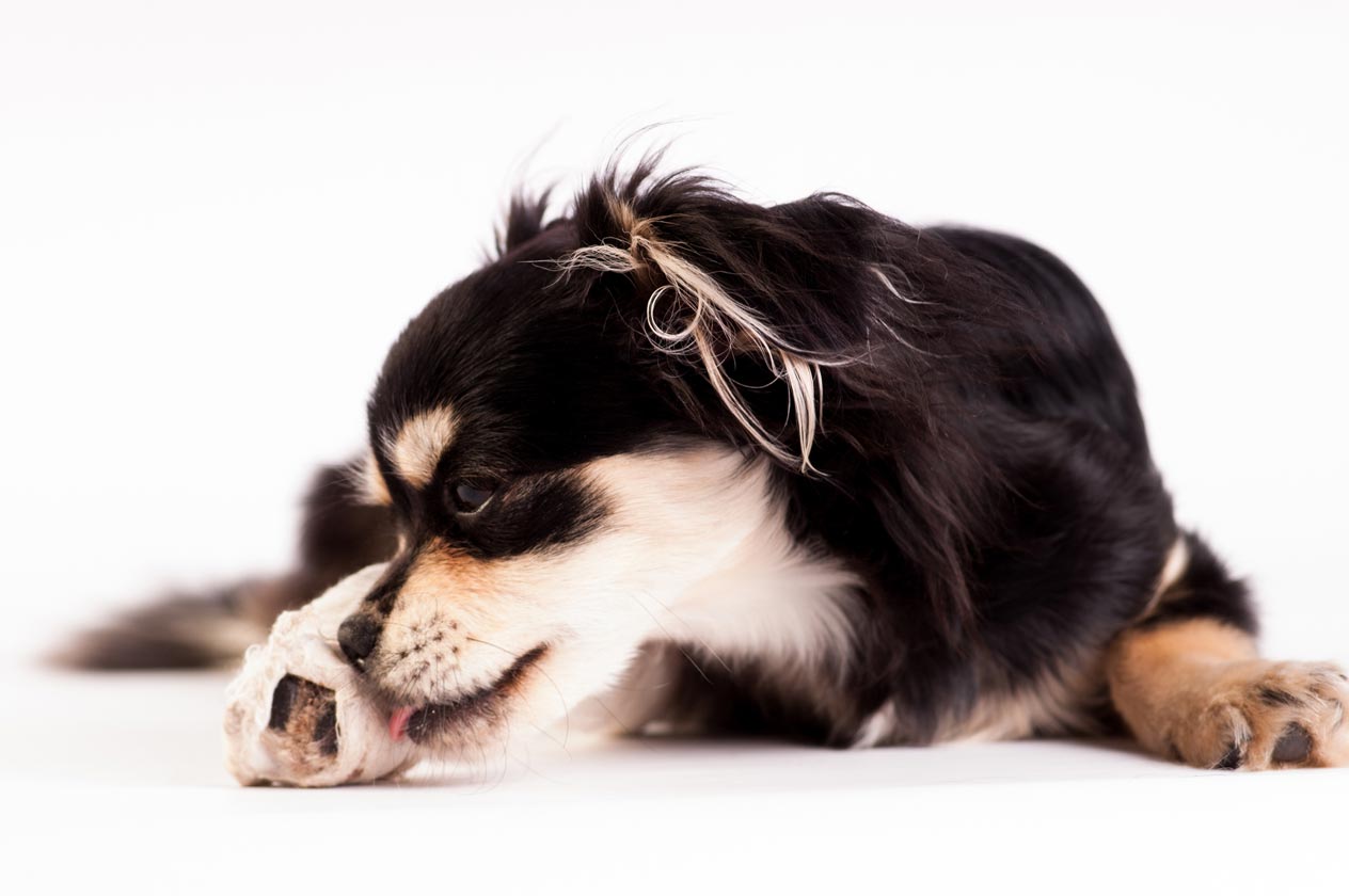 Learn about canine yeast infections.