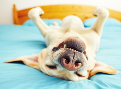Dogs learn better when they rest after a training session. A nap after a training session helps dogs remember training.