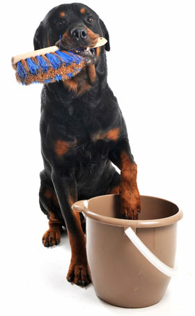 Dogs should be kept out of recently cleaned rooms. Beware of toxic cleaning chemicals around dogs.