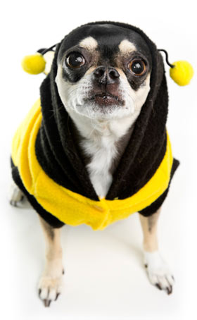 Watch for a swollen face or scratching to indicate an insect sting. Insect bites can result in allergic reactions in dogs.