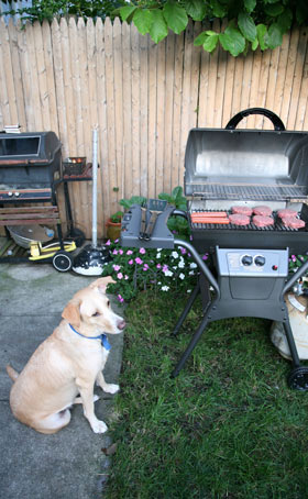Bones, fatty foods, and chocolate are dangerous for dogs. Parties and Barbecues