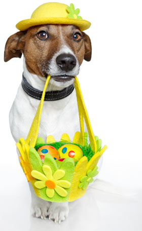 Chocolate, xylitol, and Easter grass are dangerous to dogs. Dogs can safely enjoy Easter if you avoid its dangers.