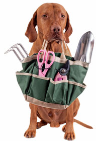 Dogs may be poisoned by gardening chemicals.
