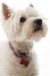 Make sure your dog's identification is all up-to-date. Microchips, ID tags, and collars can all help get a lost dog home.
