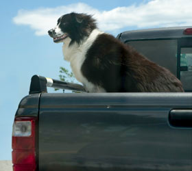 Dogs should ride inside vehicles, with safety harnesses. Dogs can enjoy car rides if safety is observed.