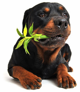 Keep your dogs from chewing on unknown plants. Not all plants are safe around dogs.