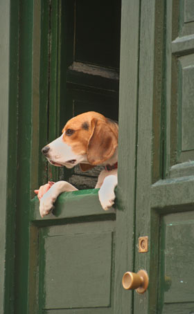 Dogs can fall or escape from open windows and doors.