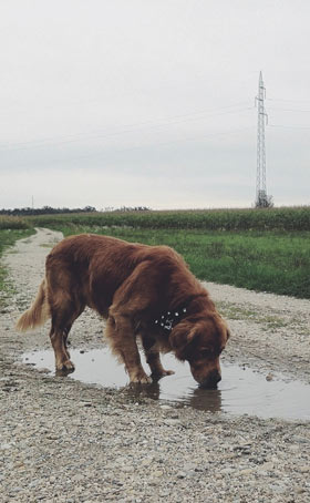 Dogs may drink anti-freeze and road salt in puddles. Spring run-off can be toxic to dogs.
