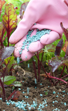 Dogs may want to eat toxic snail and slug bait if they find it. Snail and slug bait are toxic to dogs.