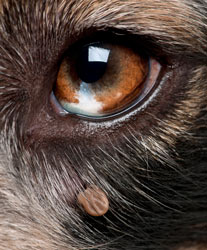 Protect your dog from external and internal parasites. Springtime brings increased dog parasites.