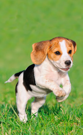 Puppies love spring as much as humans do.