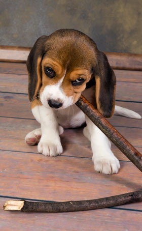 Sticks can cause various injuries in dogs. Sticks are not good chew toys.