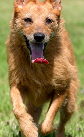 Spring can bring muscle injuries as dogs get more active. Dogs should warm up to increased exercise.