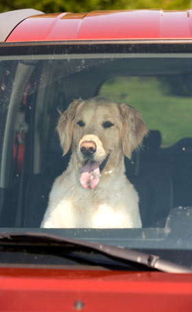 Dogs can get overheated in cars or with overexertion.