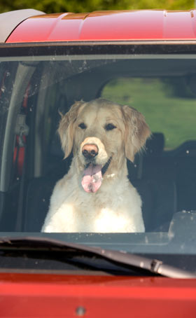 Don't leave your dog in a hot car, ever. Dogs can get overheated in cars or with overexertion.
