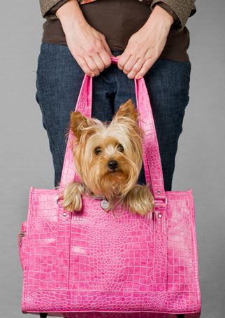 Good Small Breed Dogs for First Time Dog Owners. Learn some of the small breed dogs that we think are great for first time dog.
