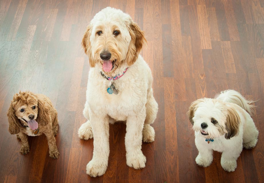 Soft Paws are claw covers for dogs and cats. Soft Paws help solve some canine claw problems.