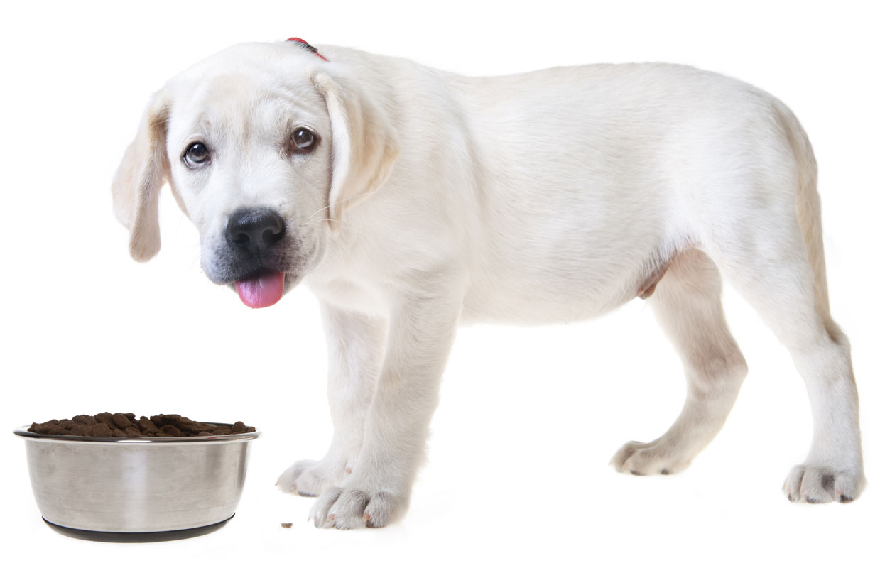 Learn why some dogs seem to be picky eaters.