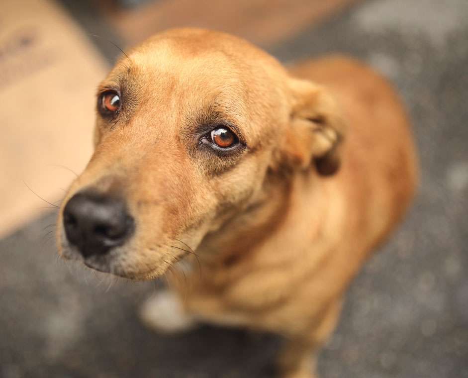 These sources of pain in dogs might not be obvious. Learn the most common sources of non-obvious pain in dogs.