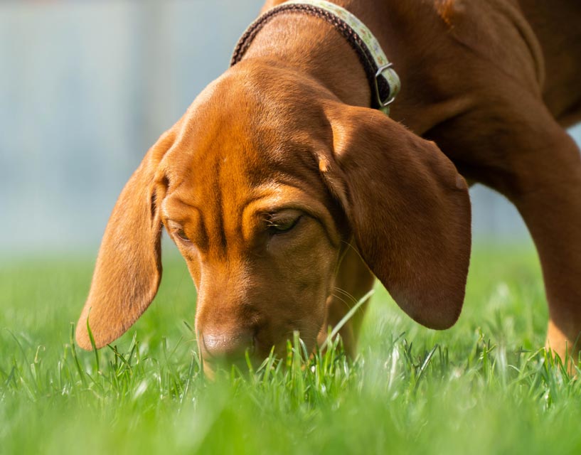 Is there a way to stop a dog from eating poop?