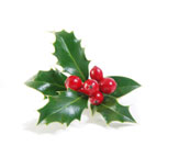 American Holly American Holly