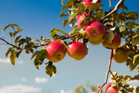 Apple Apple