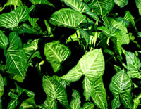Arrowhead Fern Arrowhead Fern