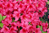 Azalea Azalea