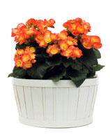 Begonia Begonia