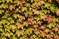 boston ivy poisonous to dogs