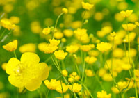 Buttercup Buttercup
