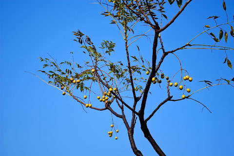 Chinaberry Chinaberry