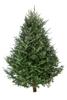 Christmas Tree Christmas Tree