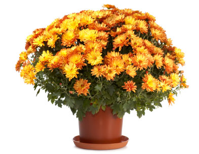 Chrysanthemum Chrysanthemum