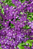 Clematis Clematis